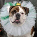 dog contest