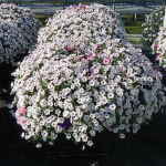 DSCN1425