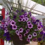 hanging baskets