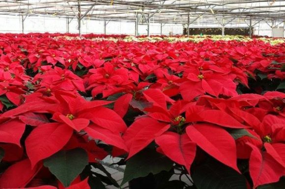 Martin City Businesses Selling Fresh Holiday Greenery