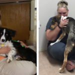 Dr. Libby & Staff help relax dogs by sitting with them and even conducting exams on the laps!
