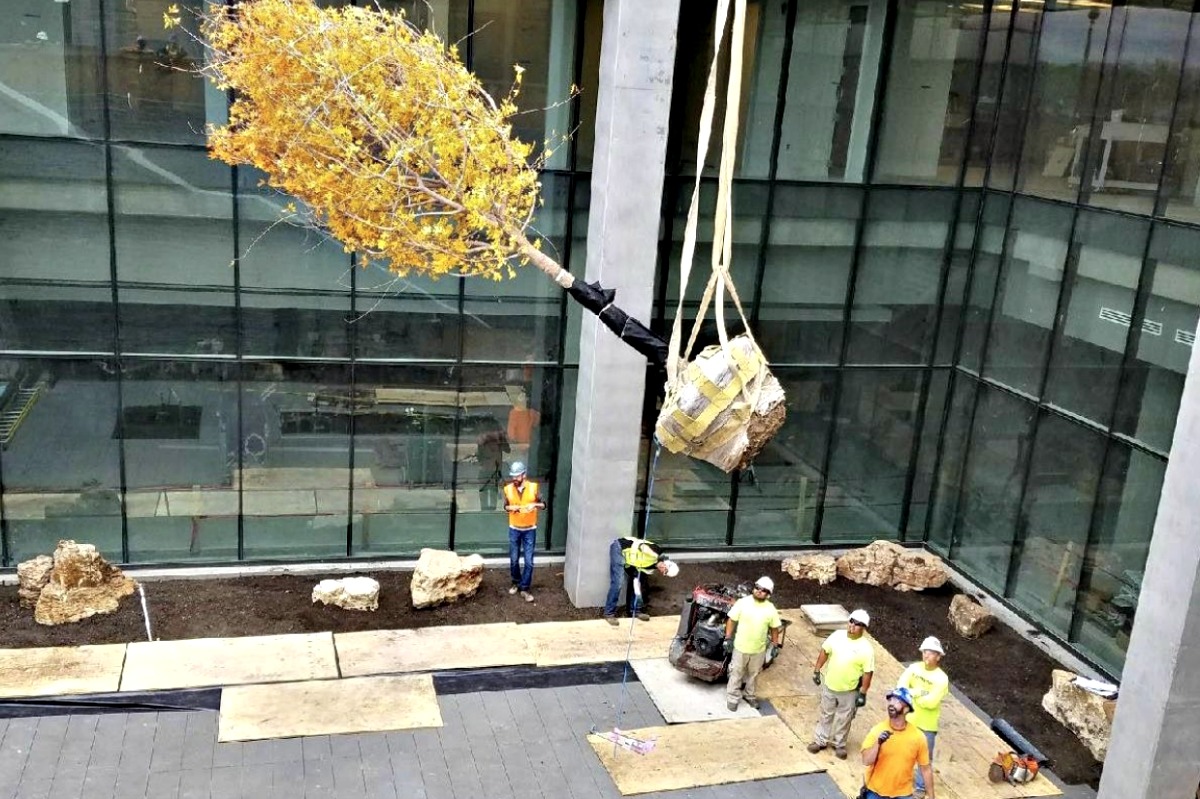 Installation of trees at the Cerner Innovations Campus. Photo courtesy of Rosehill Gardens.