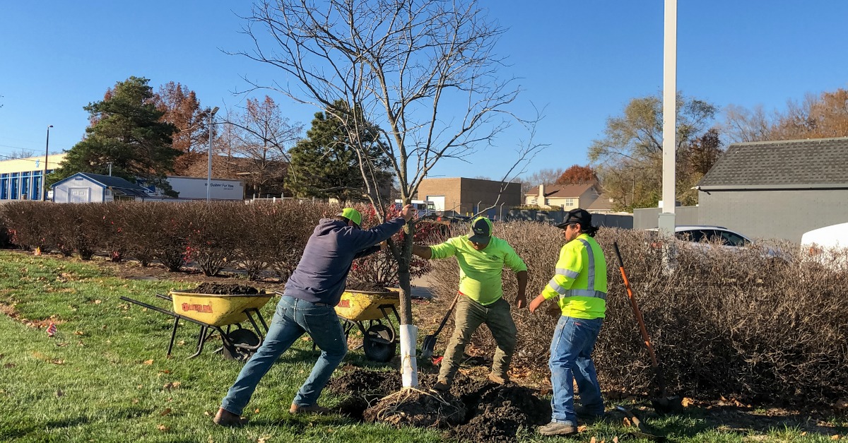 Planting Martin City's Community Tree