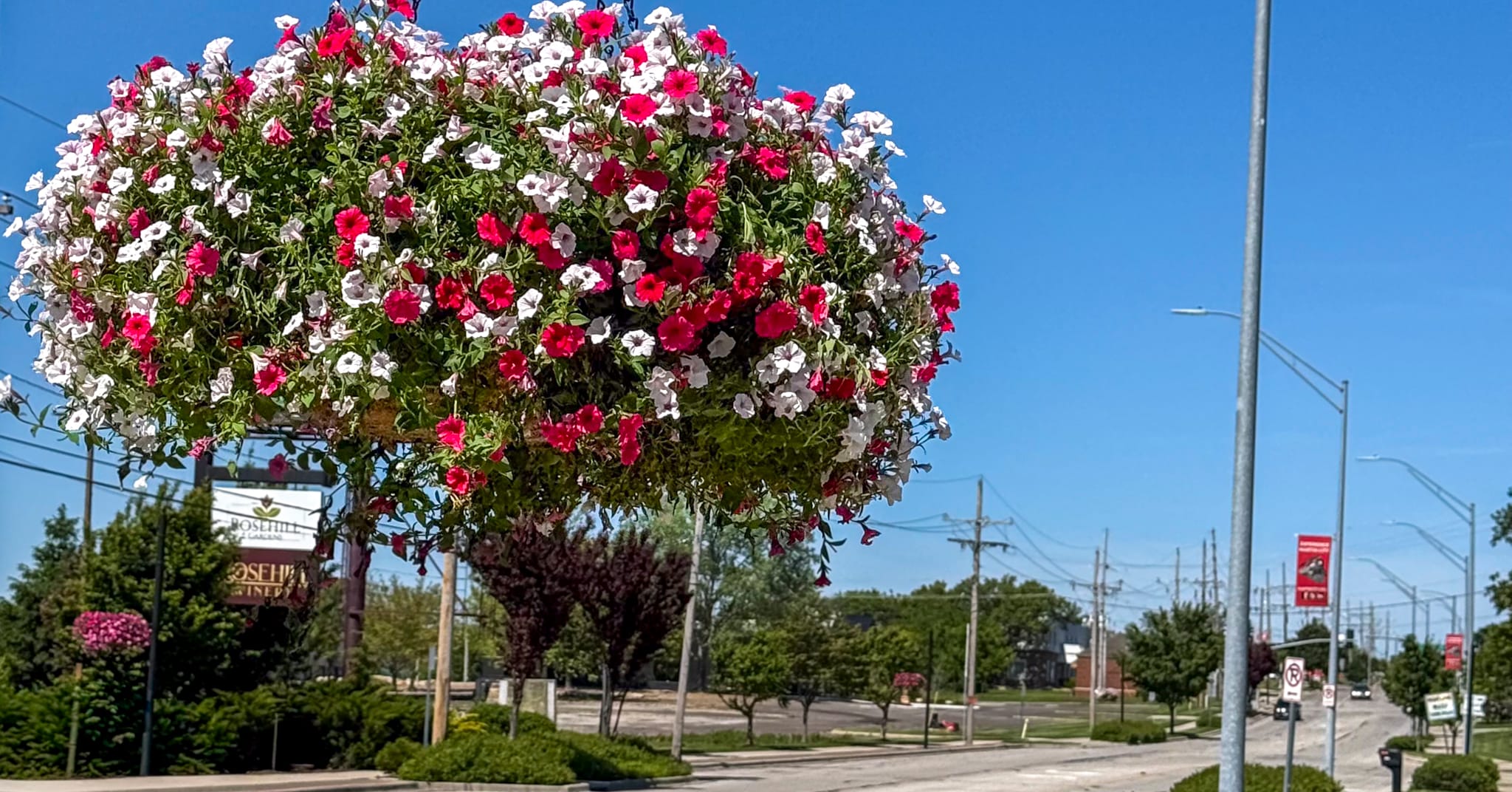 red and white flowers